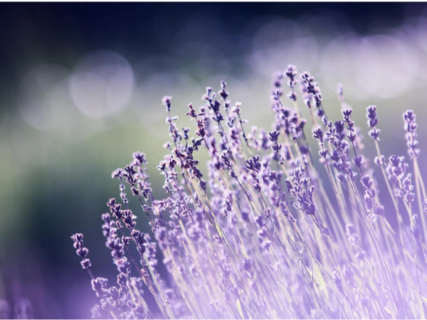 Herbalism