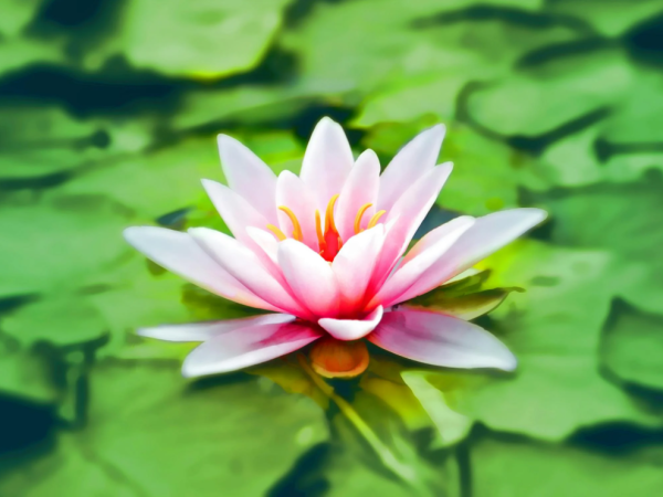 Tantra